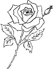 s/w-Grafik: blühende Rose