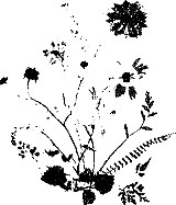 s/w-Grafik: Bund von Wiesenblumen