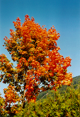 Herbstfärbung im Innerfeld (1486 m) ...