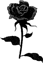 Schwarz/weiss-Bild einer Rose